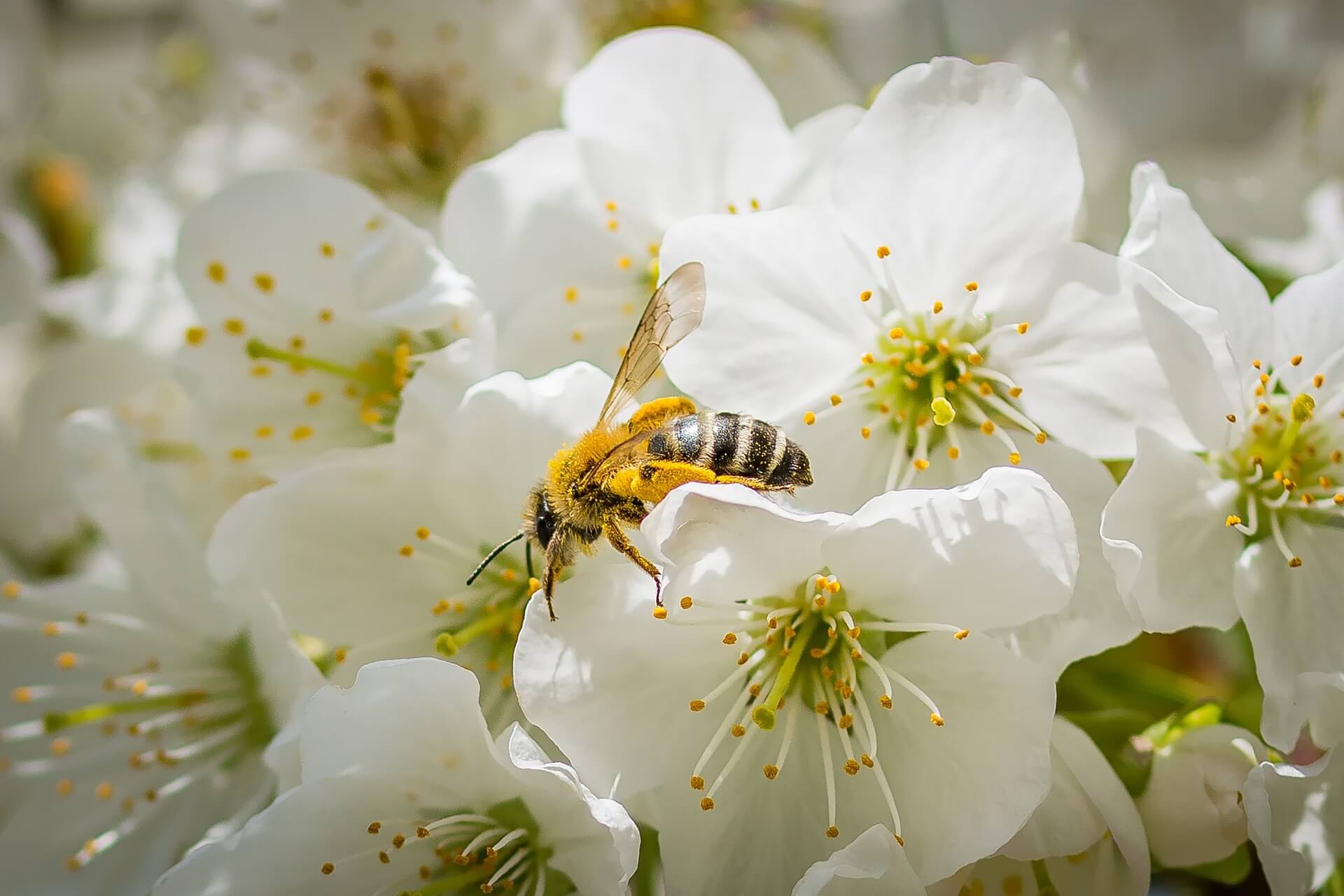 bee-and-cherry-blossoms - Award-Winning Artisan Raw Honey | Carpathian Mountain Honey | UK Delivery – Honey Hills A bee collecting nectar from white cherry blossoms