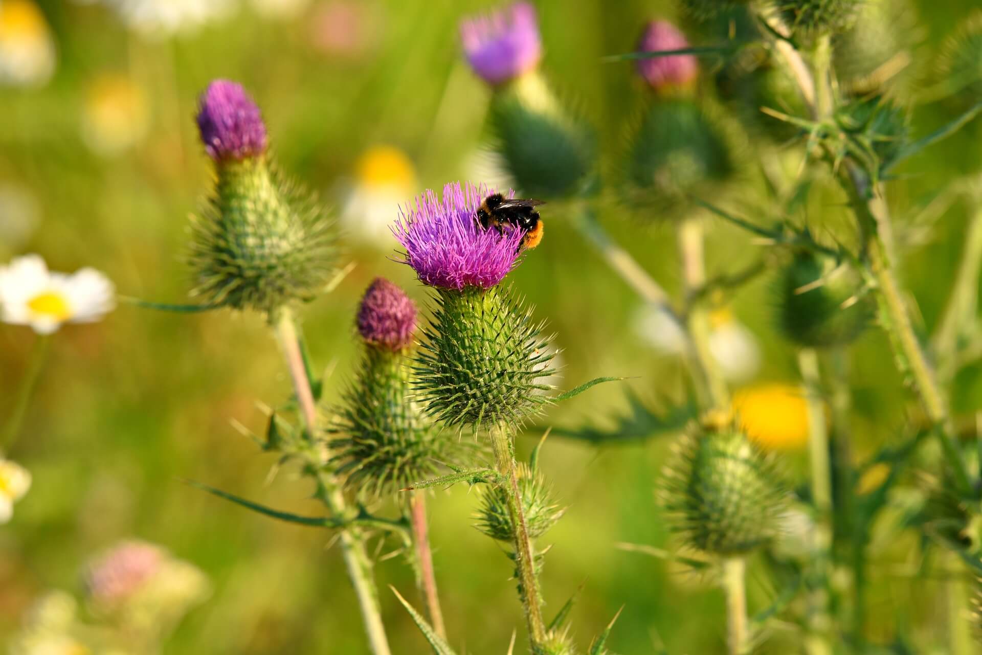 thistle-3567178-1920 - Award-Winning Artisan Raw Honey | Carpathian Mountain Honey | UK Delivery – Honey Hills Close-up of a thistle flower with a bee collecting nectar