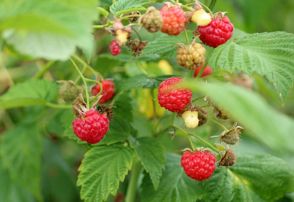 raspberries - Award-Winning Artisan Raw Honey | Carpathian Mountain Honey | UK Delivery – Honey Hills Fresh red raspberries growing on a bush surrounded by green leaves in a lush garden setting. Perfect for healthy recipes!