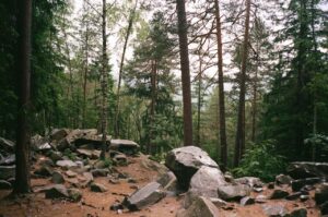 Carpathian Forest Honey