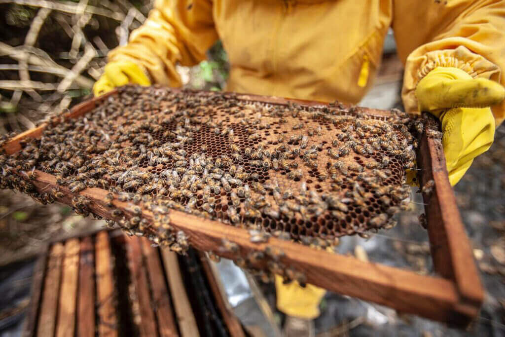 Ethical-beekeeping01 (1) - Award-Winning Artisan Raw Honey | Carpathian Mountain Honey | UK Delivery – Honey Hills - Award-Winning Artisan Raw Honey | Carpathian Mountain Honey | UK Delivery – Honey Hills