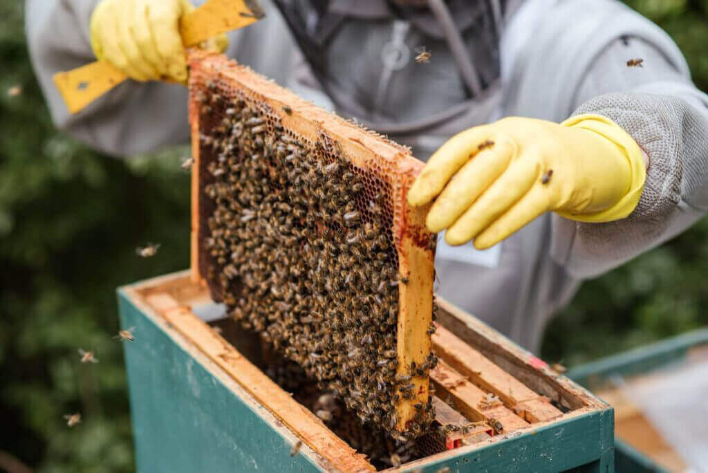 Ethical-beekeeping02 (1) - Award-Winning Artisan Raw Honey | Carpathian Mountain Honey | UK Delivery – Honey Hills - Award-Winning Artisan Raw Honey | Carpathian Mountain Honey | UK Delivery – Honey Hills