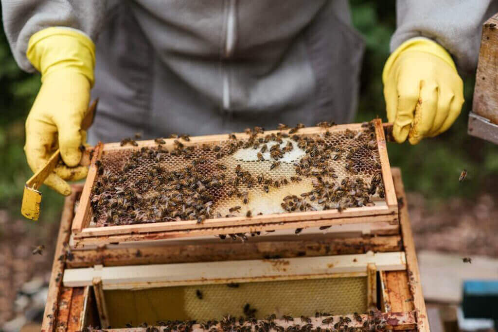 Ethical-beekeeping03 (1) - Award-Winning Artisan Raw Honey | Carpathian Mountain Honey | UK Delivery – Honey Hills - Award-Winning Artisan Raw Honey | Carpathian Mountain Honey | UK Delivery – Honey Hills