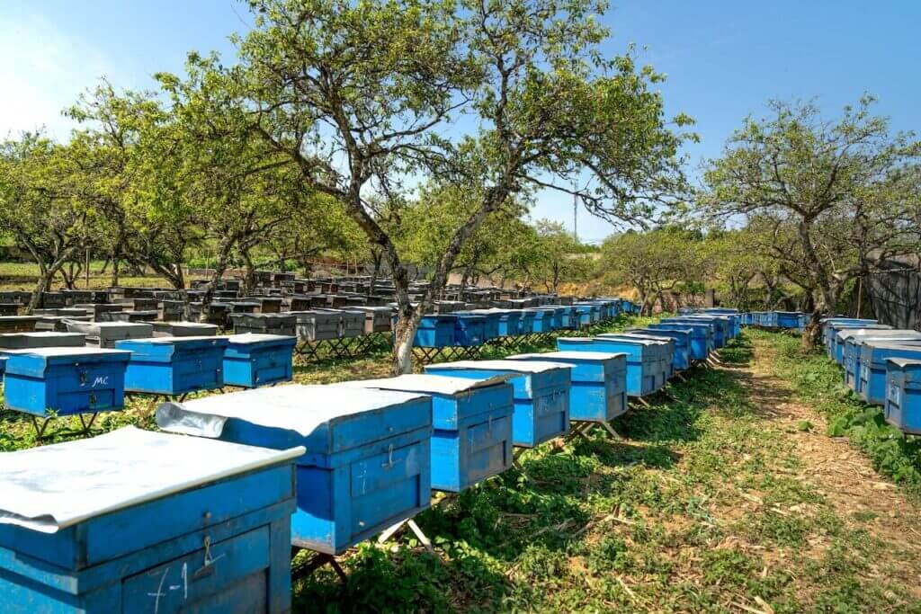 Orchard01-1024x683 - Award-Winning Artisan Raw Honey | Carpathian Mountain Honey | UK Delivery – Honey Hills - Award-Winning Artisan Raw Honey | Carpathian Mountain Honey | UK Delivery – Honey Hills