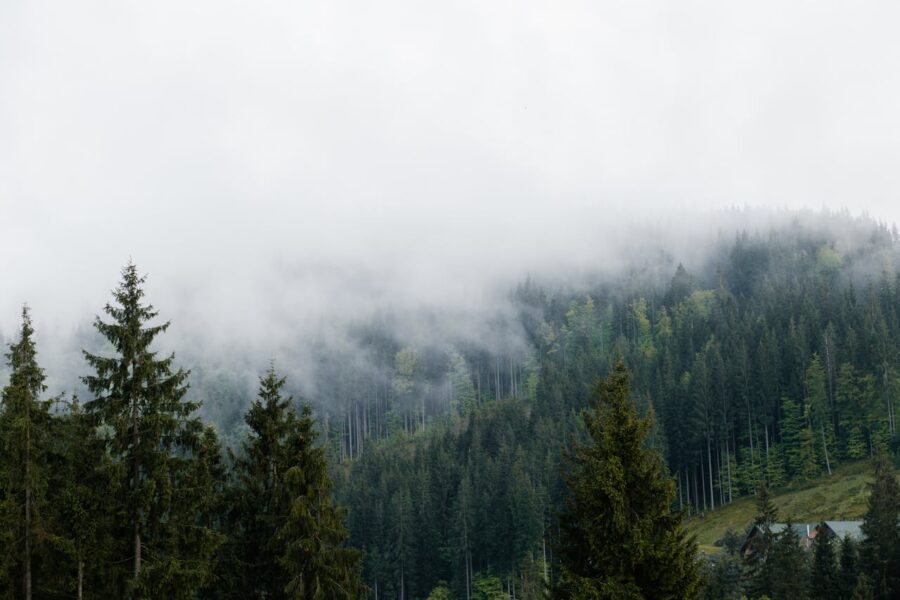 A Guide to Carpathian Mountains Honey: Why This Region Produces Some of the World’s Finest Honey