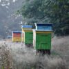 A long line of multi-colored wooden beehives in a dry grassy field with an oak tree in the background under the light of the setting sun. Each stack of painted hives has some combination of a light blue top, a yellow tier and a green tier. The hives sit in the tall grass in front of the grove of large, leafy trees. The evening light casts shadows of the hives into the dried grass.