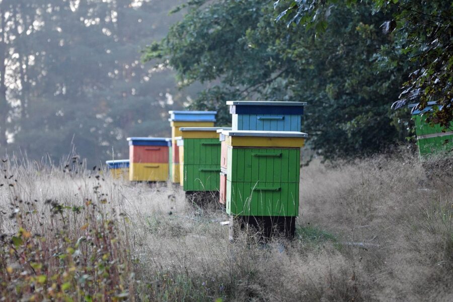 Ethical Beekeeping: Why the bees always come first at Honey Hills