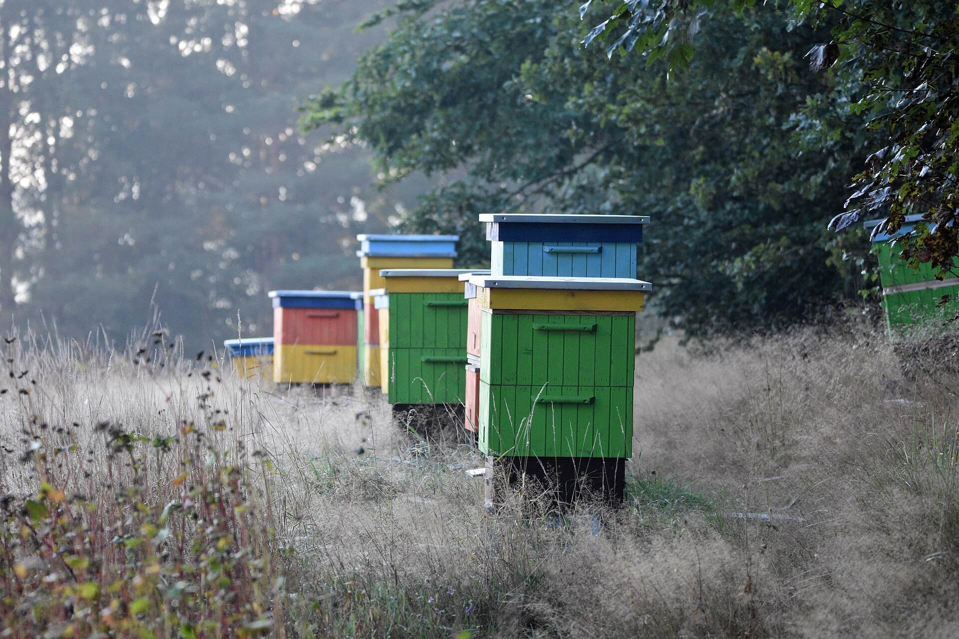 A long line of multi-colored wooden beehives in a dry grassy field with an oak tree in the background under the light of the setting sun. Each stack of painted hives has some combination of a light blue top, a yellow tier and a green tier. The hives sit in the tall grass in front of the grove of large, leafy trees. The evening light casts shadows of the hives into the dried grass.
